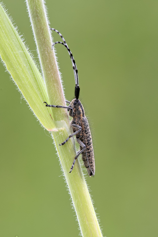 Longhorn Beetle - Agapanthea villosoviridescens 2